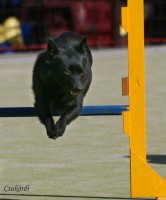 /album/sasokegyesulete/a06-04-01-hiros-kupa-agility-futamok-46-aprilke-jpg/